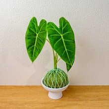 苔球植物 絨葉觀音蓮純綠苔球加磨砂高腳缽 苔球 苔玉 禮物 送禮