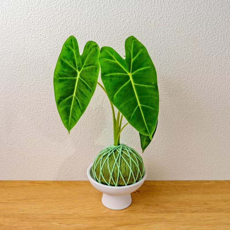 苔球植物 絨葉觀音蓮純綠苔球加磨砂高腳缽 苔球 苔玉 禮物 送禮