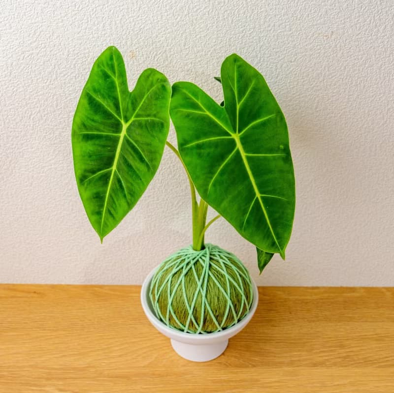 苔球植物 絨葉觀音蓮純綠苔球加磨砂高腳缽 苔球 苔玉 禮物 送禮