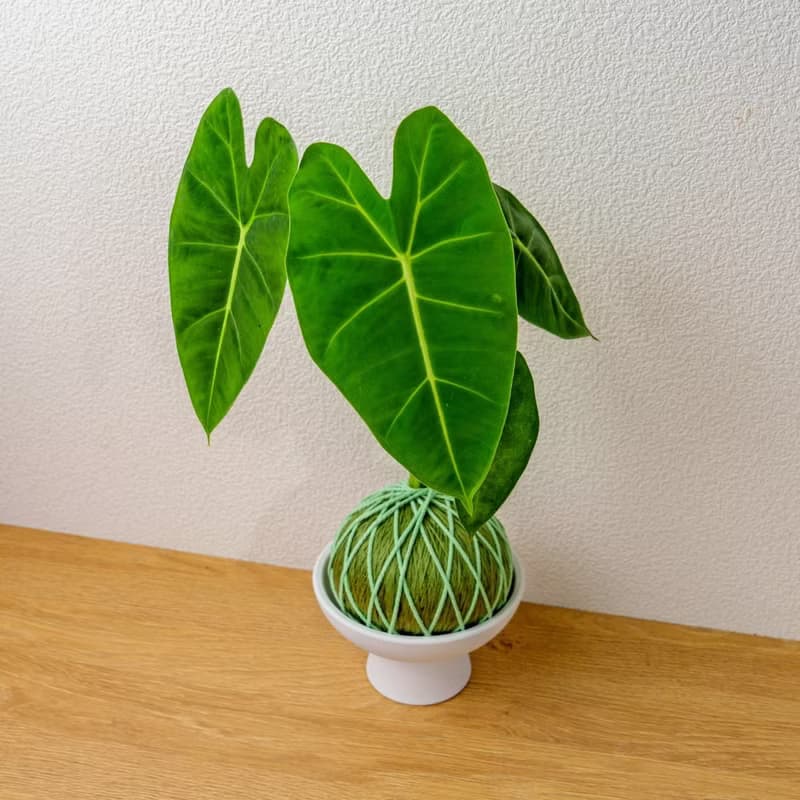 苔球植物 絨葉觀音蓮純綠苔球加磨砂高腳缽 苔球 苔玉 禮物 送禮