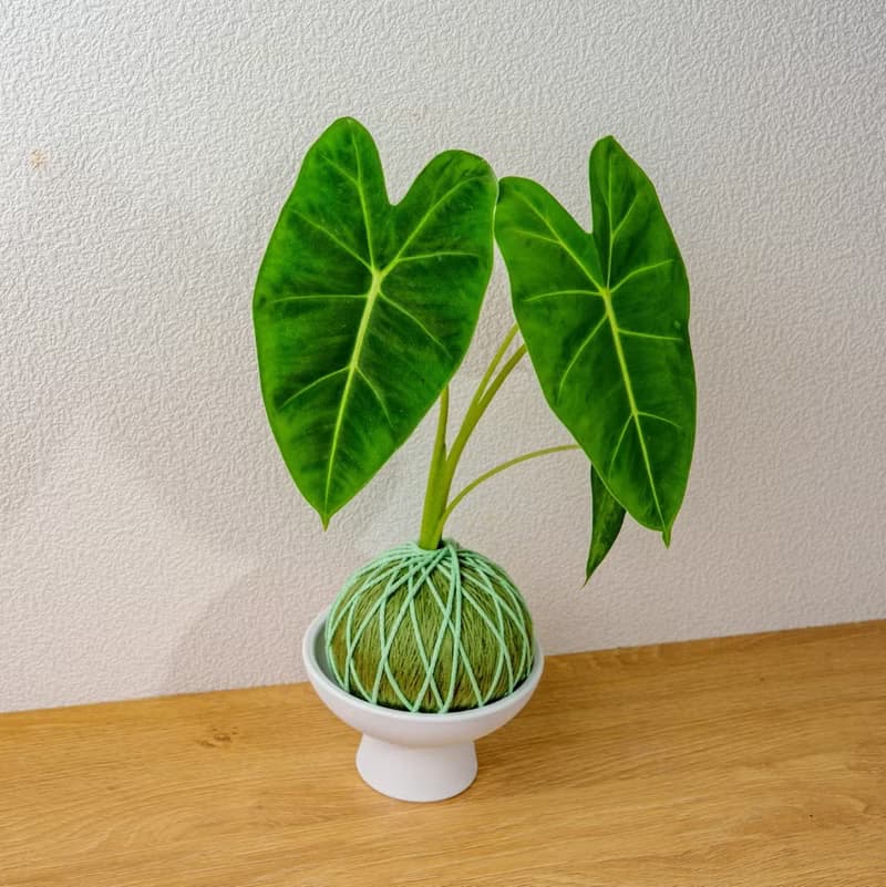 苔球植物 絨葉觀音蓮純綠苔球加磨砂高腳缽 苔球 苔玉 禮物 送禮