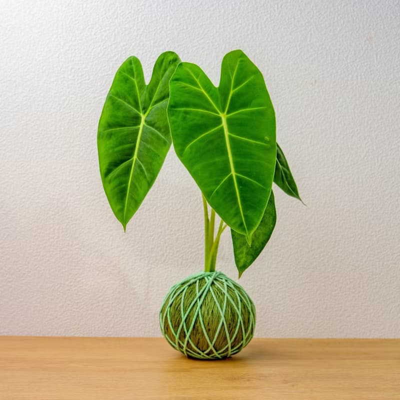 苔球植物 絨葉觀音蓮純綠苔球加磨砂高腳缽 苔球 苔玉 禮物 送禮