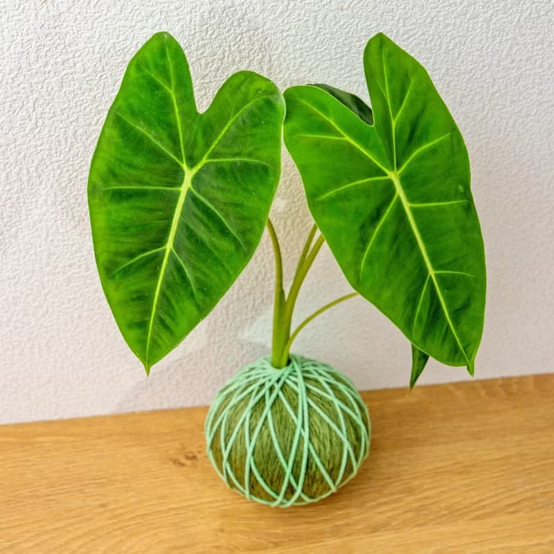 苔球植物 絨葉觀音蓮純綠苔球加磨砂高腳缽 苔球 苔玉 禮物 送禮