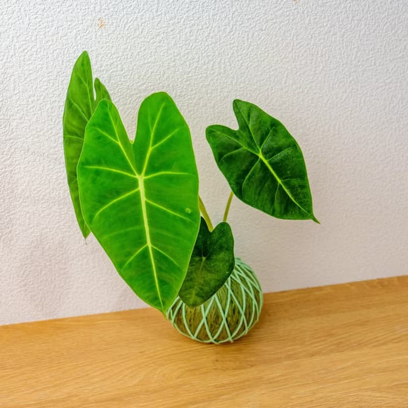 苔球植物 絨葉觀音蓮純綠苔球加磨砂高腳缽 苔球 苔玉 禮物 送禮