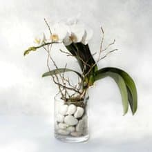如雪 單株蝴蝶蘭植栽