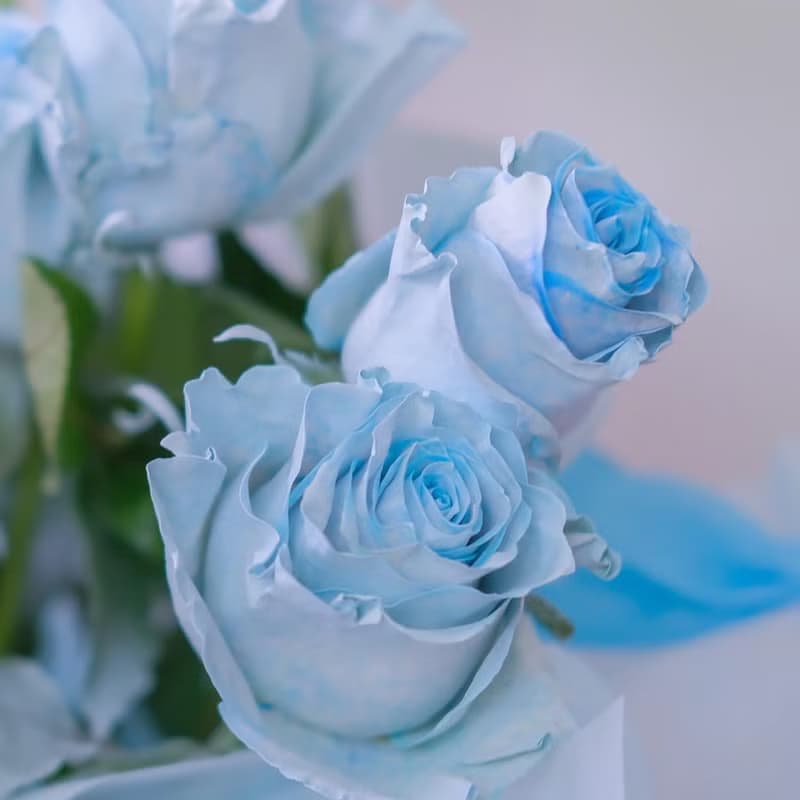 2025七夕 情人節藍色 韓式花束  生日花束 女友禮物