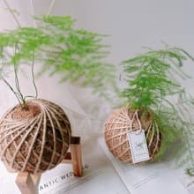 小苔球 文竹 室內植栽 辦公桌小物