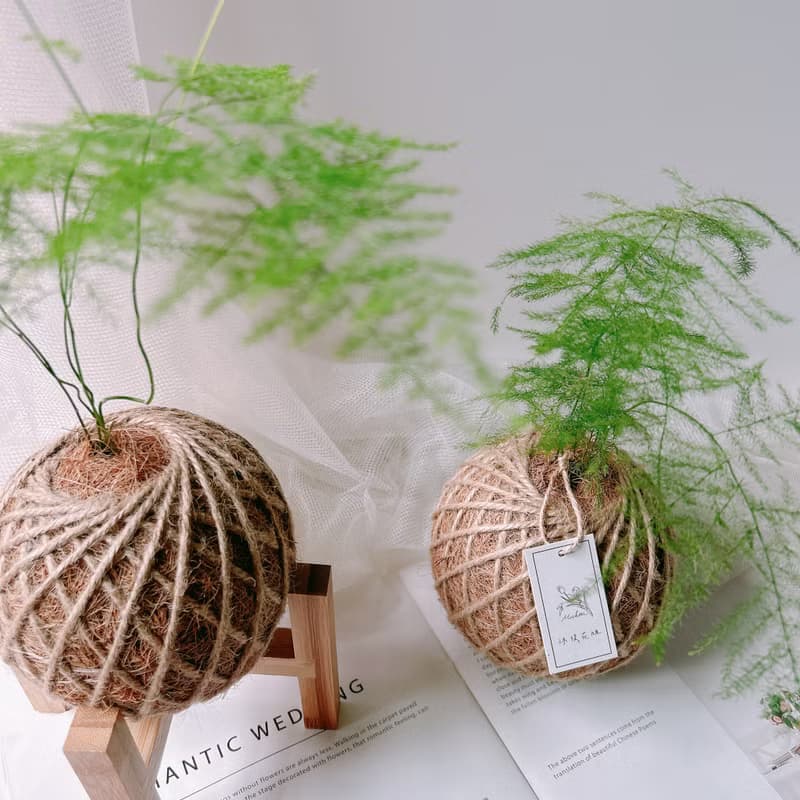 小苔球 文竹 室內植栽 辦公桌小物