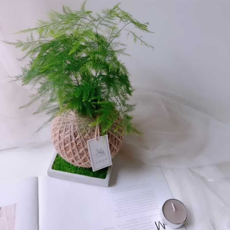 小苔球 文竹 室內植栽 辦公桌小物