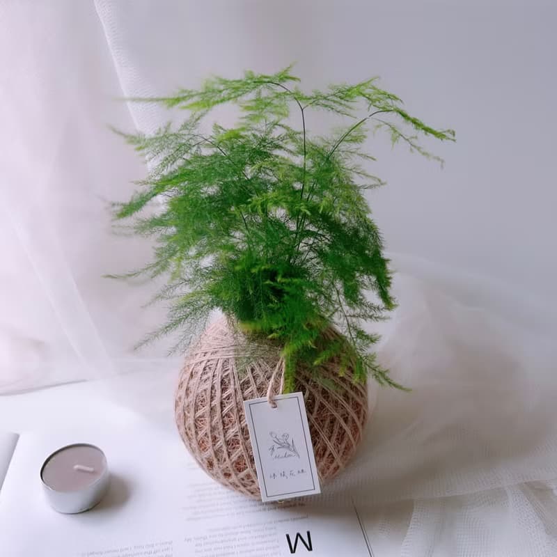 小苔球 文竹 室內植栽 辦公桌小物