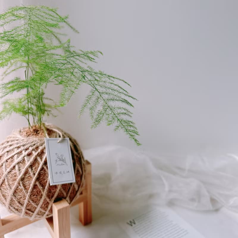 小苔球 文竹 室內植栽 辦公桌小物