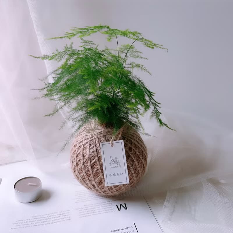 小苔球 文竹 室內植栽 辦公桌小物