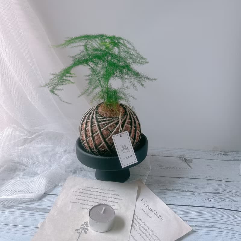 小苔球 文竹 室內植栽 辦公桌小物