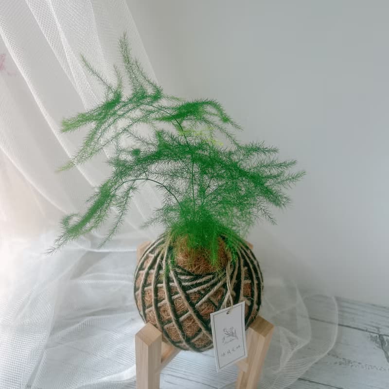 小苔球 文竹 室內植栽 辦公桌小物