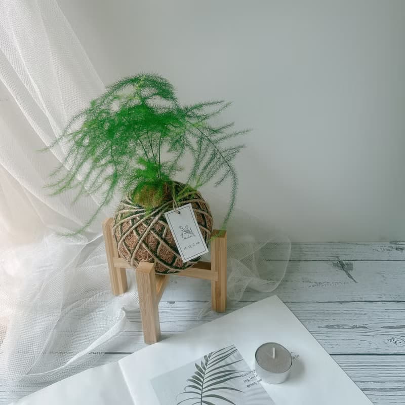 小苔球 文竹 室內植栽 辦公桌小物