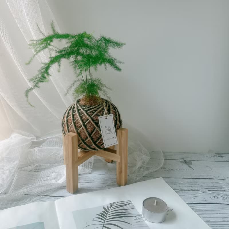 小苔球 文竹 室內植栽 辦公桌小物