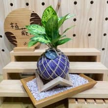 【植蕨所在】星光燦爛黛粉葉 水苔球 室內植物 觀賞植物 開店送禮
