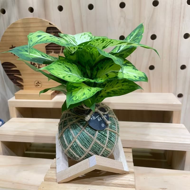 【植蕨所在】星光燦爛黛粉葉 水苔球 室內植物 觀賞植物 開店送禮