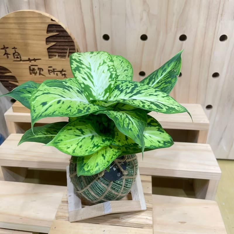 【植蕨所在】星光燦爛黛粉葉 水苔球 室內植物 觀賞植物 開店送禮
