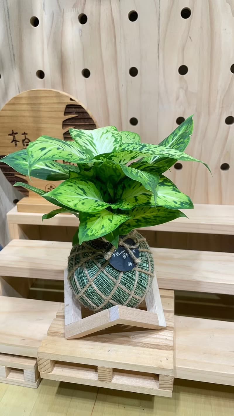 【植蕨所在】星光燦爛黛粉葉 水苔球 室內植物 觀賞植物 開店送禮