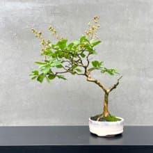 小品盆栽-紫薇  盆景 送禮