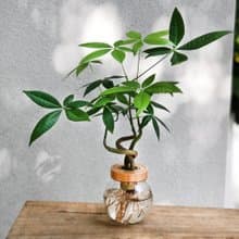 水耕馬拉巴栗 發財樹 | 居家辦公好夥伴 WFH
