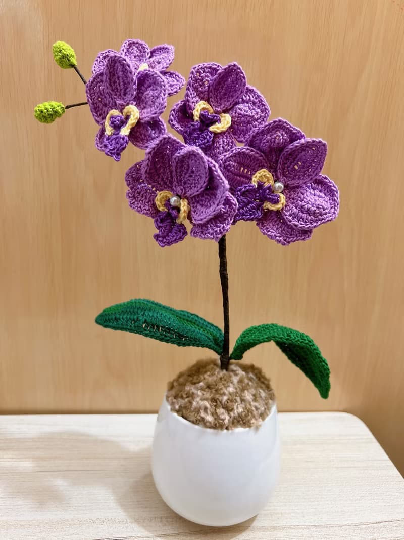 單支蝴蝶蘭擺設