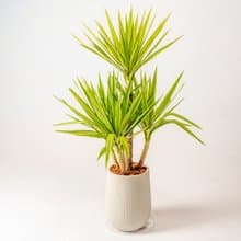 斑葉尤加樹 直條紋湛白圓盆 落地盆栽禮 開幕送禮 植栽 辦公室