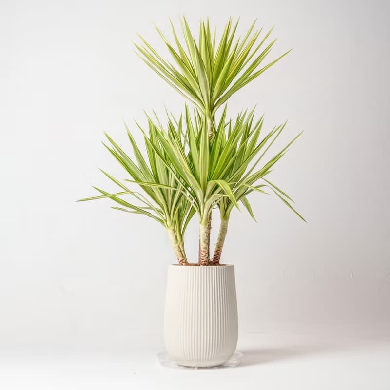 斑葉尤加樹 直條紋湛白圓盆 落地盆栽禮 開幕送禮 植栽 辦公室