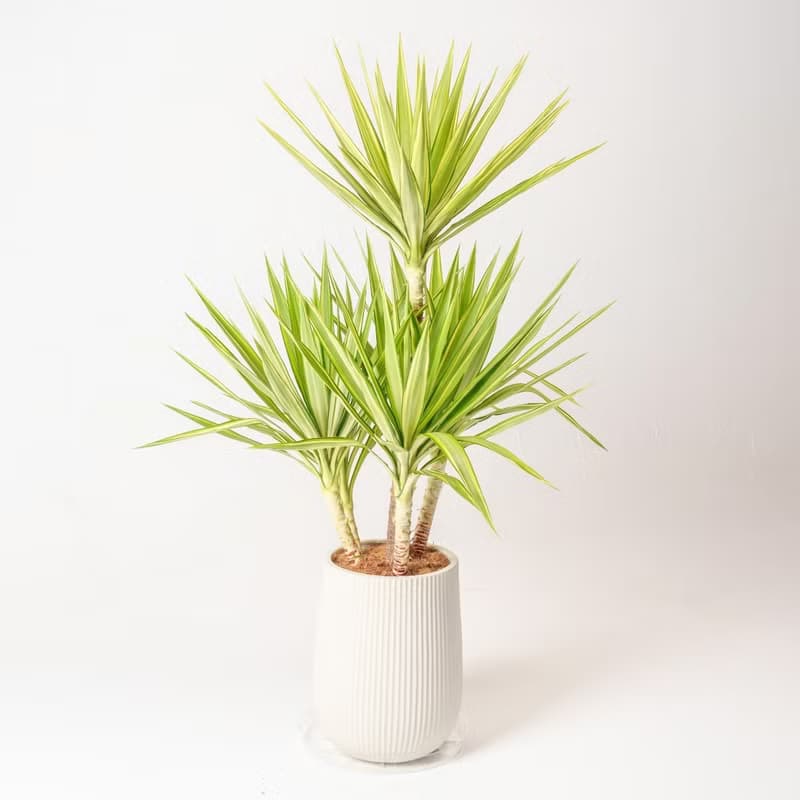 斑葉尤加樹 直條紋湛白圓盆 落地盆栽禮 開幕送禮 植栽 辦公室