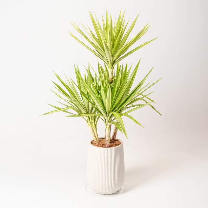 斑葉尤加樹 直條紋湛白圓盆 落地盆栽禮 開幕送禮 植栽 辦公室