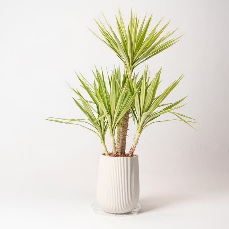 斑葉尤加樹 直條紋湛白圓盆 落地盆栽禮 開幕送禮 植栽 辦公室