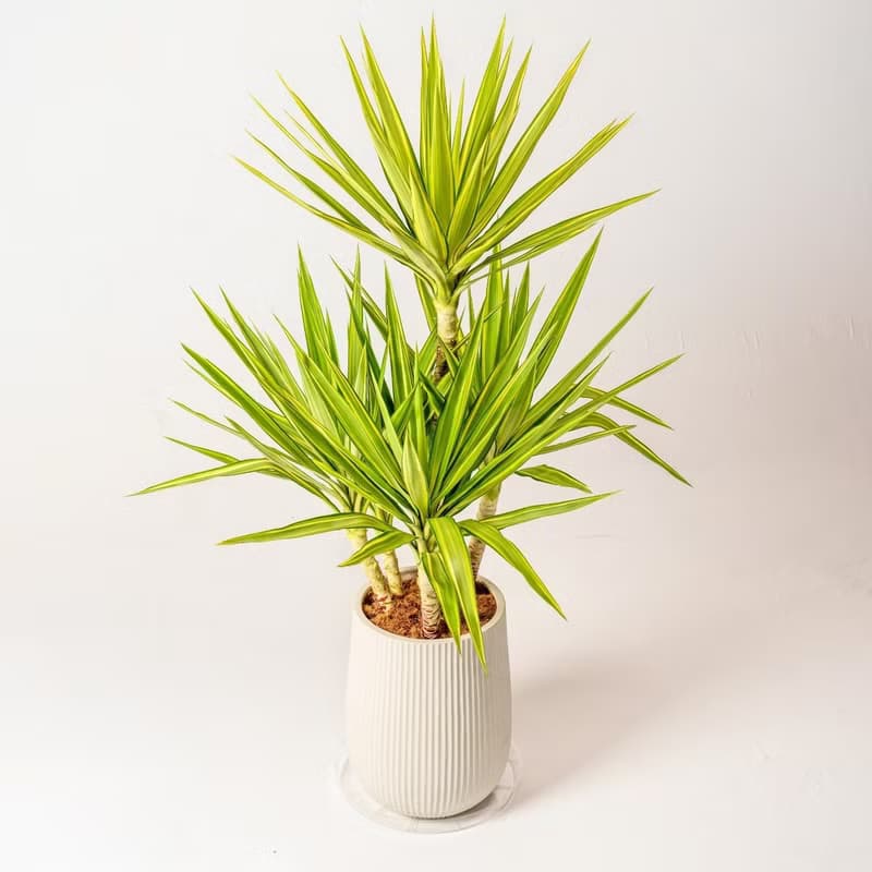 斑葉尤加樹 直條紋湛白圓盆 落地盆栽禮 開幕送禮 植栽 辦公室
