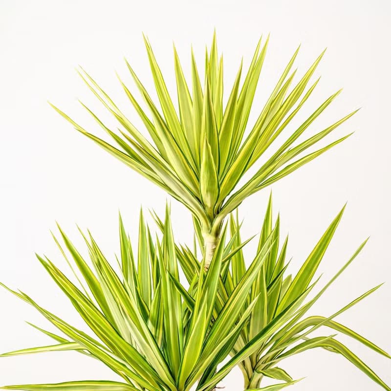 斑葉尤加樹 直條紋湛白圓盆 落地盆栽禮 開幕送禮 植栽 辦公室