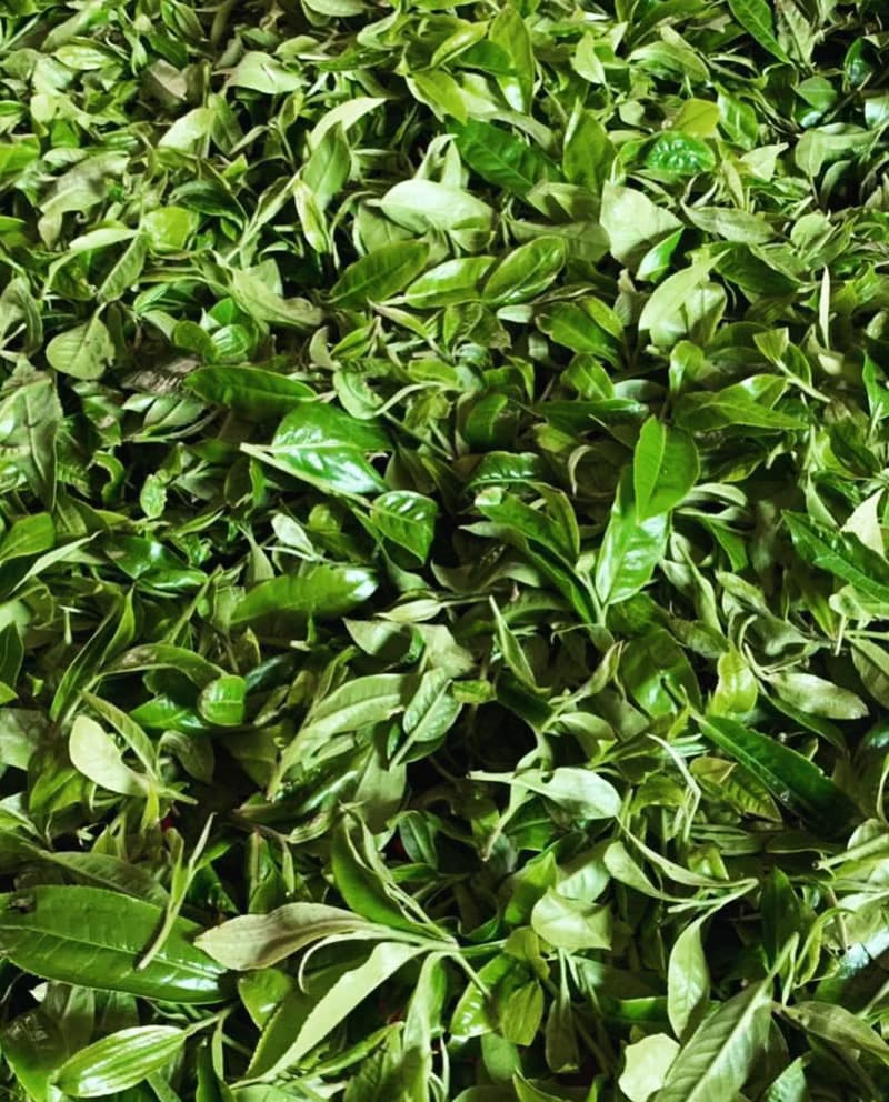 【百年古樹茶】2019年雲南曼糯山生普洱茶 生普 357g 普洱茶餅