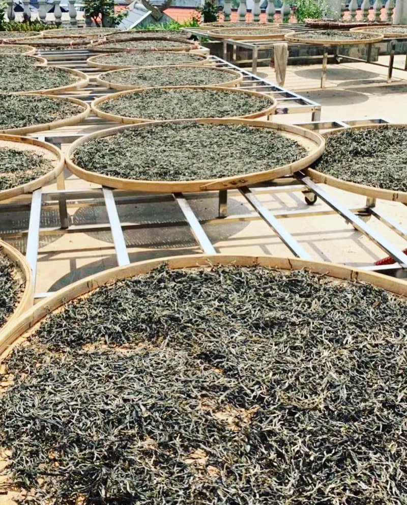 【百年古樹茶】2019年雲南曼糯山生普洱茶 生普 357g 普洱茶餅