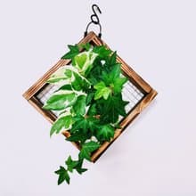 組合綠植苔球│板植│室內植物│窗邊植物│觀葉植物
