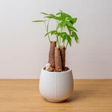 馬拉巴栗 線條圓陶盆白色 桌上型盆栽 開幕送禮 喬遷禮物 植栽