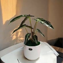 【簡約質感】觀音蓮桌上型盆栽 送禮自用擺設