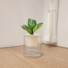 植栽 室內盆栽 無印風 琴葉榕 懶人盆栽