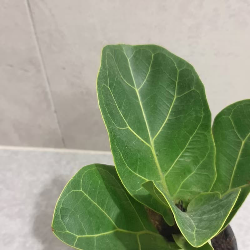 植栽 室內盆栽 無印風 琴葉榕 懶人盆栽