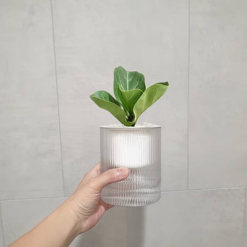 植栽 室內盆栽 無印風 琴葉榕 懶人盆栽