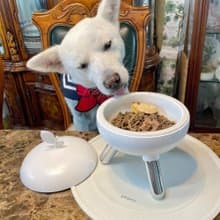 毛寶寶們的西餐般享受。蘋果高腳水碗食物碗 陶瓷碗含蓋