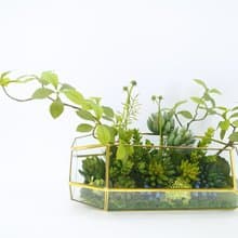 多肉植物溫室生態玻璃 免運專人配送限雙北市 其餘地區需補運費