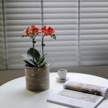 【蘭花盆栽】三色蝴蝶蘭盆栽 開幕送禮 升遷送禮 過年送禮 喬遷