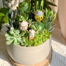 【招財首選】招財貓 水泥多肉組盆-大圓肚盆.新居落成