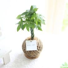 PD22馬拉巴栗小苔球 / 室內植物 發財樹