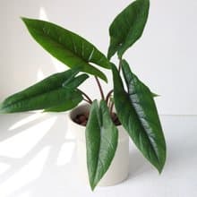 植栽 盆栽 l 甲骨文音蓮(中盆) 韓國設計煙囪花盆 室內植物 散光