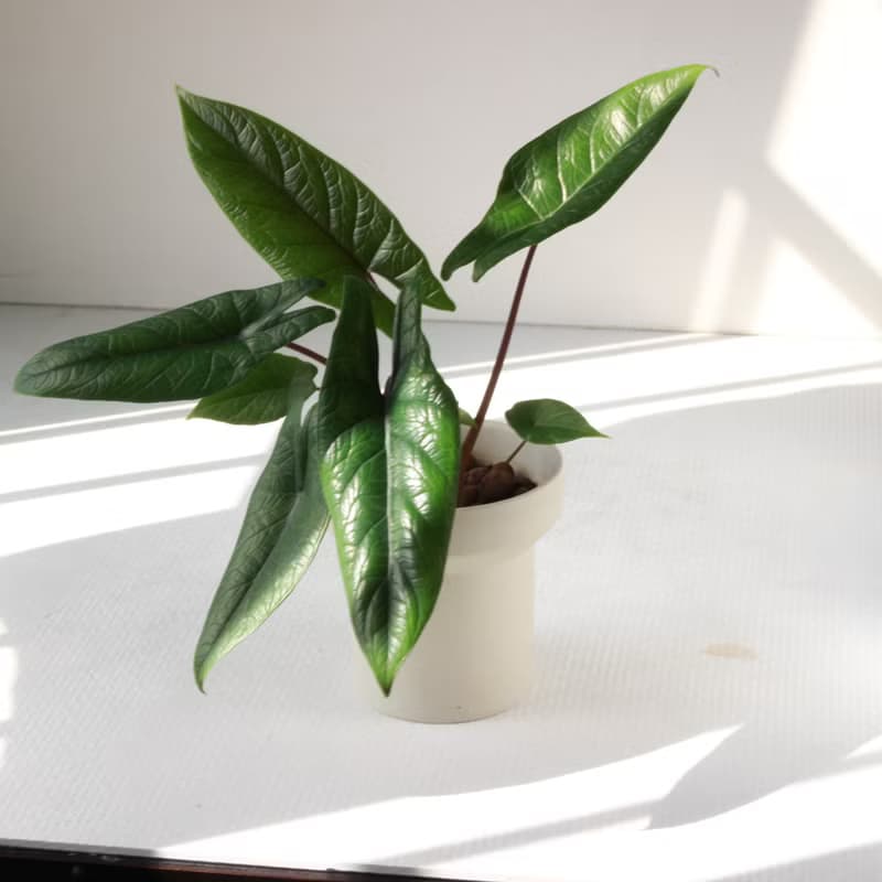 植栽 盆栽 l 甲骨文音蓮(中盆) 韓國設計煙囪花盆 室內植物 散光