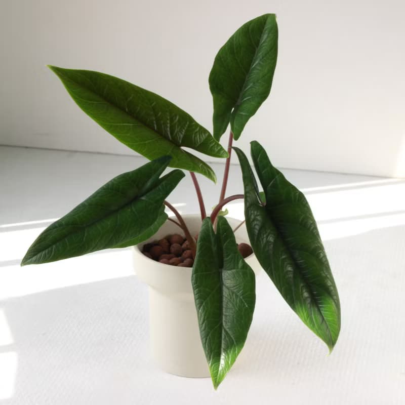 植栽 盆栽 l 甲骨文音蓮(中盆) 韓國設計煙囪花盆 室內植物 散光